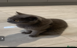 British Shorthair cats for sale: House British shorthair for sale - Image 5
