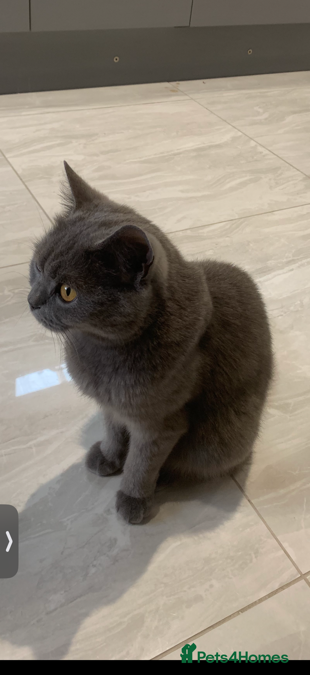 British Shorthair cats for sale: House British shorthair for sale - Image 5