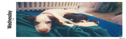 Sprocker dogs for sale: Puppies for salw - Advert 3