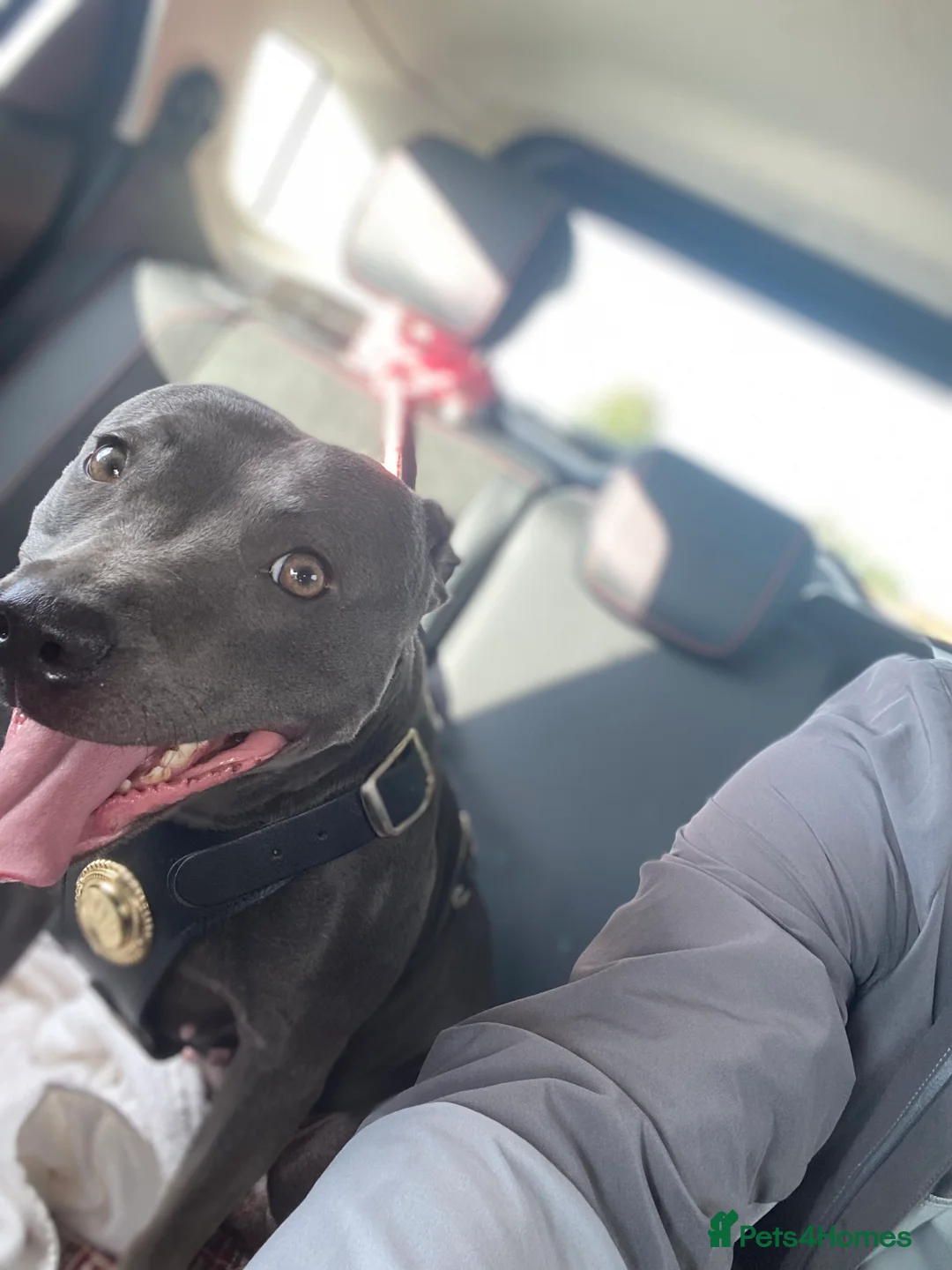 Staffordshire Bull Terrier dogs for sale: Last boy !!! Price dropped !!! Kassius pup  - Advert 13