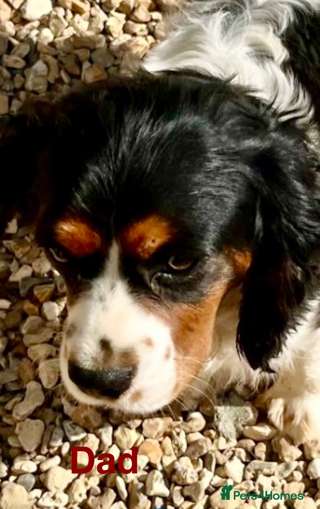 Cockalier dogs for sale: Cocker Spaniel Cavalier King Charles Puppy puppies - Advert 4