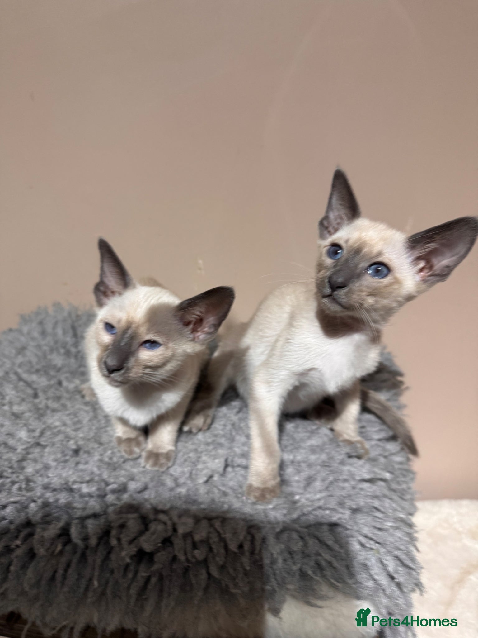 Siamese cats 2 stunning blue point Siamese girls available  - Advert 1