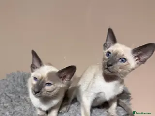 Siamese cats 2 stunning blue point Siamese girls available - Advert 1