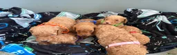 Cockapoo dogs for sale: Health tested 4 red F1b cockapoo  - Advert 2