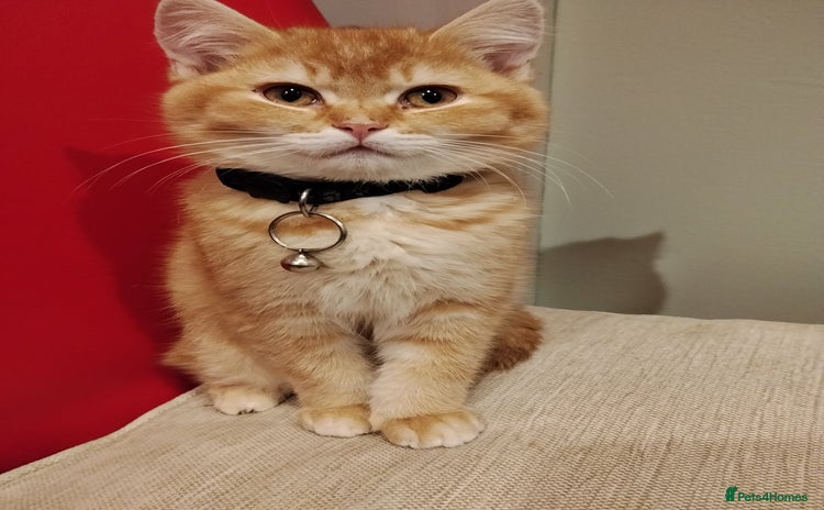 Scottish Fold cats - Advert 6