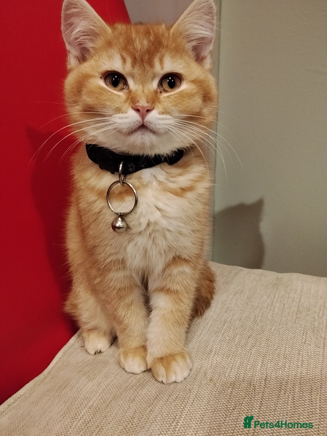 Scottish Fold cats for sale: Scottish fold/straight looking for home  - Advert 5