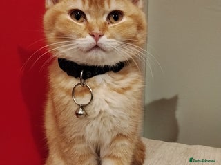 Scottish Fold cats - Advert 1