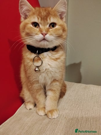 Scottish Fold cats - Advert 6