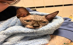 Sphynx cats for sale: 2 girls & 2 boys for sale  - Advert 3