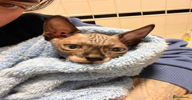 Sphynx cats 2 girls & 2 boys for sale  - Advert 14