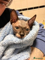 Sphynx cats 2 girls & 2 boys for sale - Advert 4