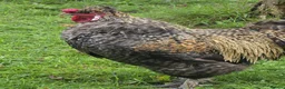 Chickens poultry for sale: Silkie Rooster in Newtownabbey - Advert 3