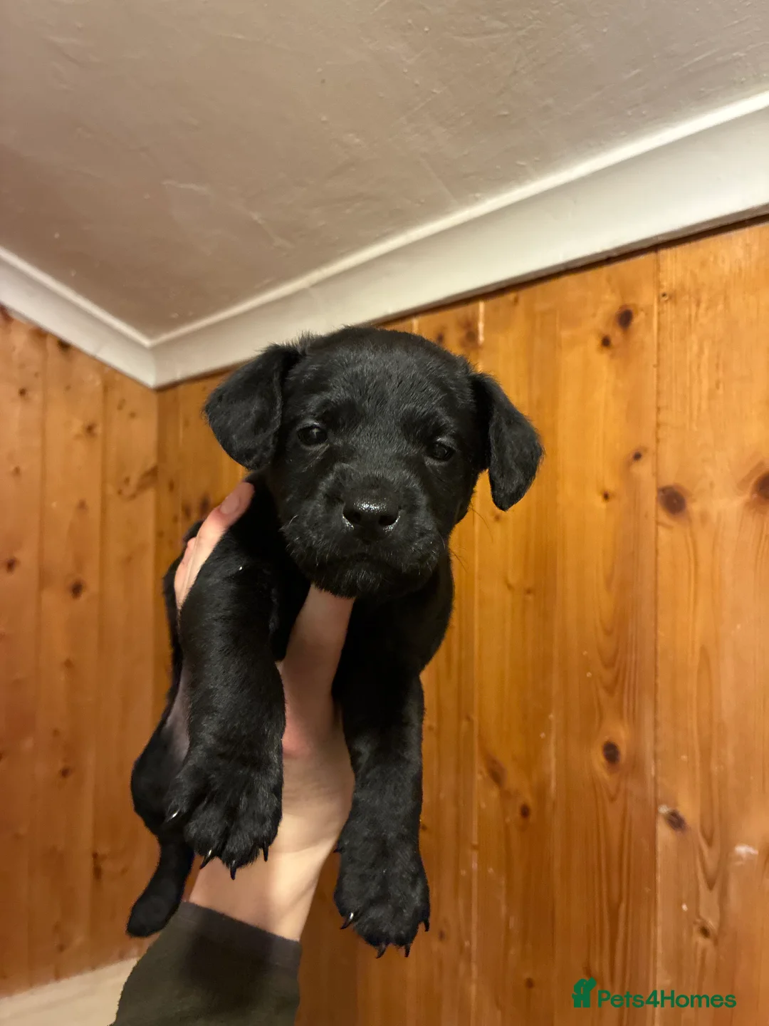 Patterdale Terrier dogs for sale: Patterdale pups  - Advert 2