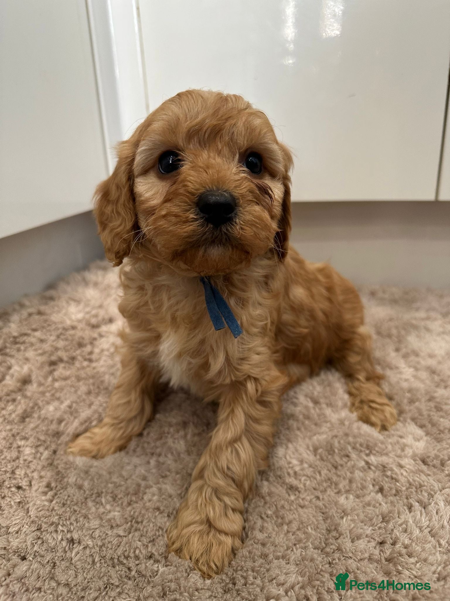 Cavapoo dogs Beautiful f1b puppies  - Advert 1