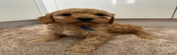 Cavapoo dogs for sale: Beautiful f1b puppies  - Advert 1