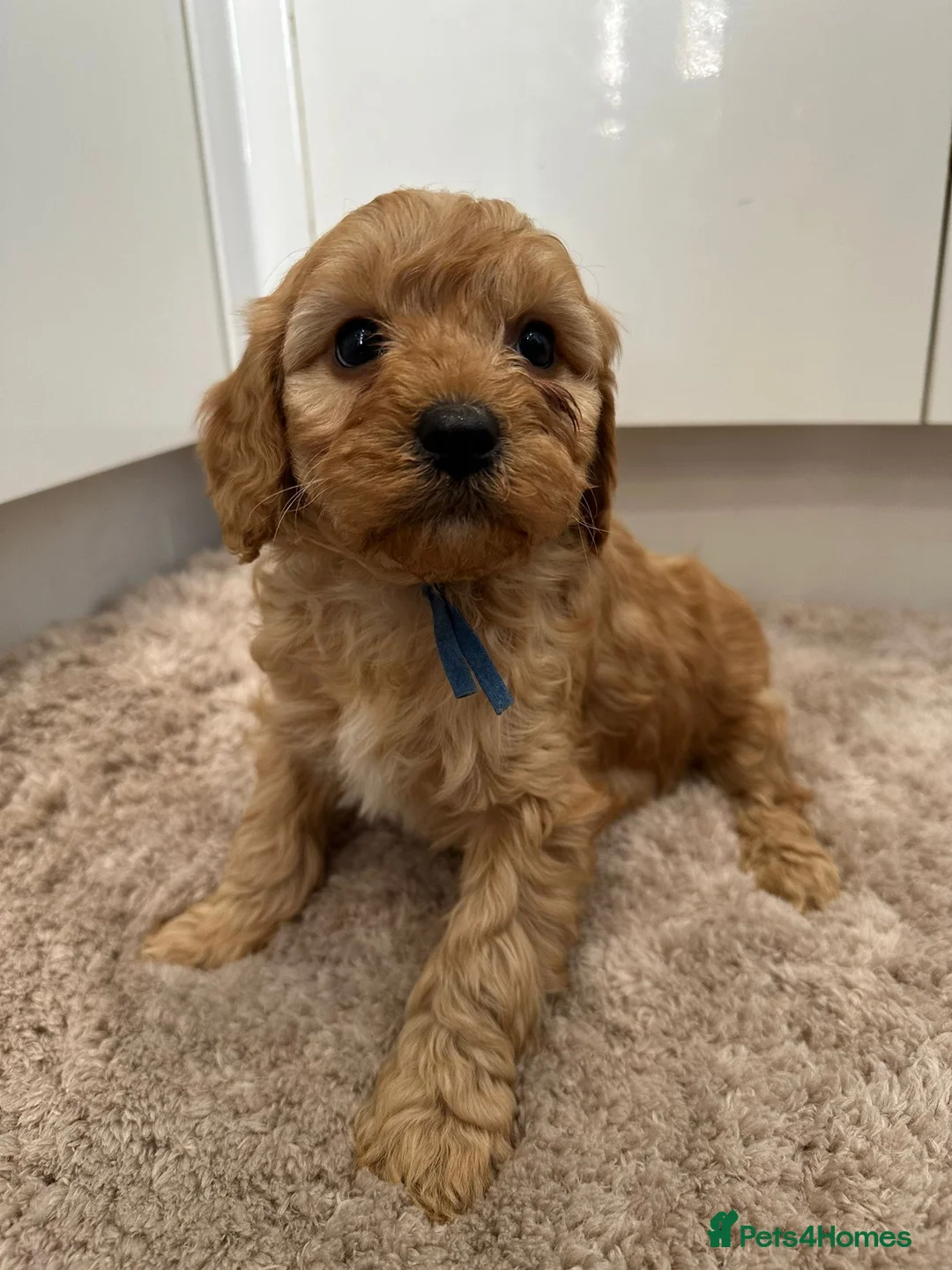 Cavapoo dogs for sale: Beautiful f1b puppies  - Advert 1