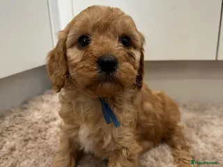 Cavapoo dogs for sale: Beautiful f1b puppies - Advert 2