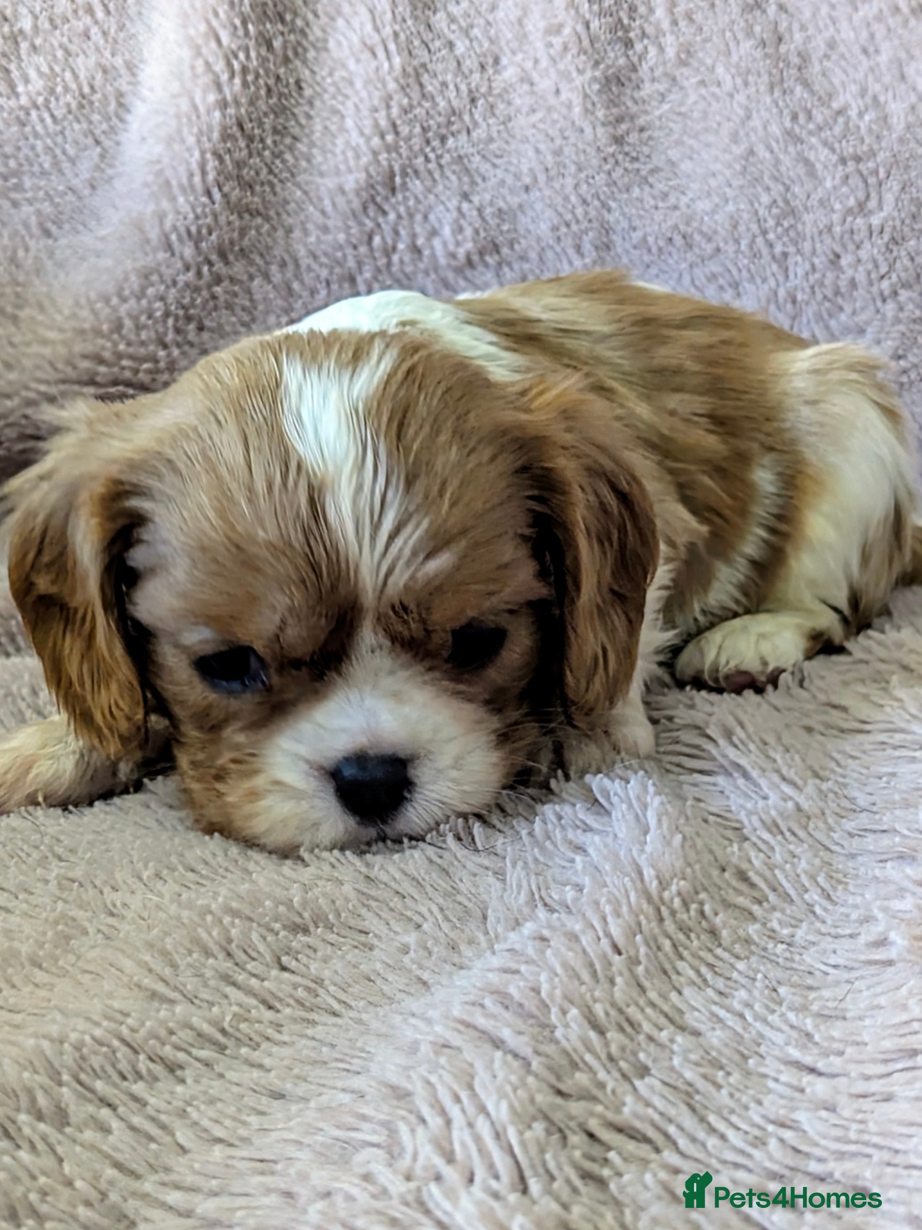 Cavalier King Charles Spaniel dogs Fabulous cavalier king Charles puppies  - Advert 6