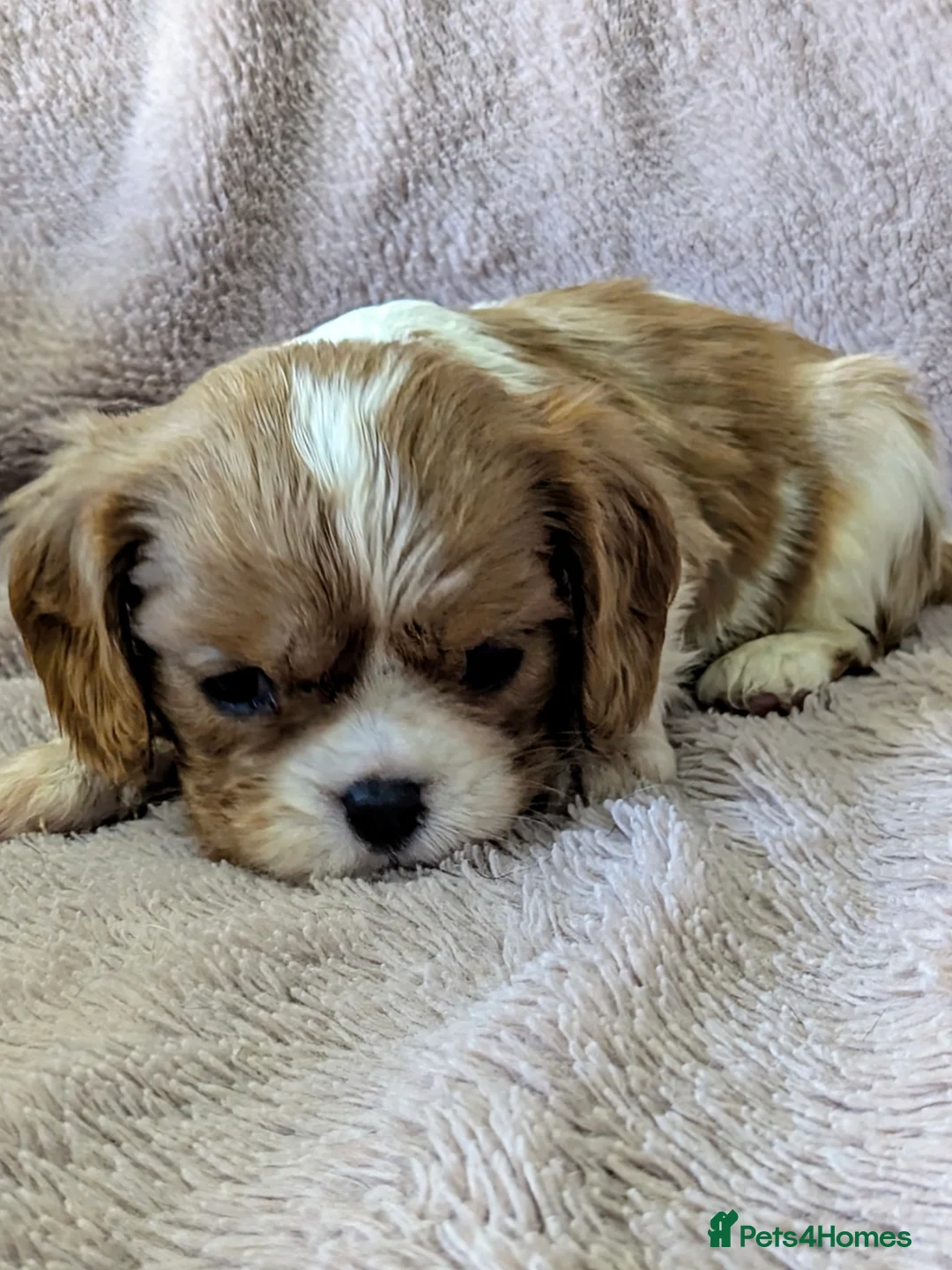 Cavalier King Charles Spaniel dogs for sale: Fabulous cavalier king Charles puppies  - Advert 1
