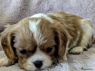 Cavalier King Charles Spaniel dogs Fabulous cavalier king Charles puppies - Advert 6
