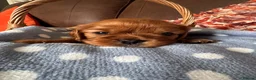 Cavalier King Charles Spaniel dogs for sale: Beautiful Cavalier King Charles Spaniel Puppies 🐶 - Advert 17