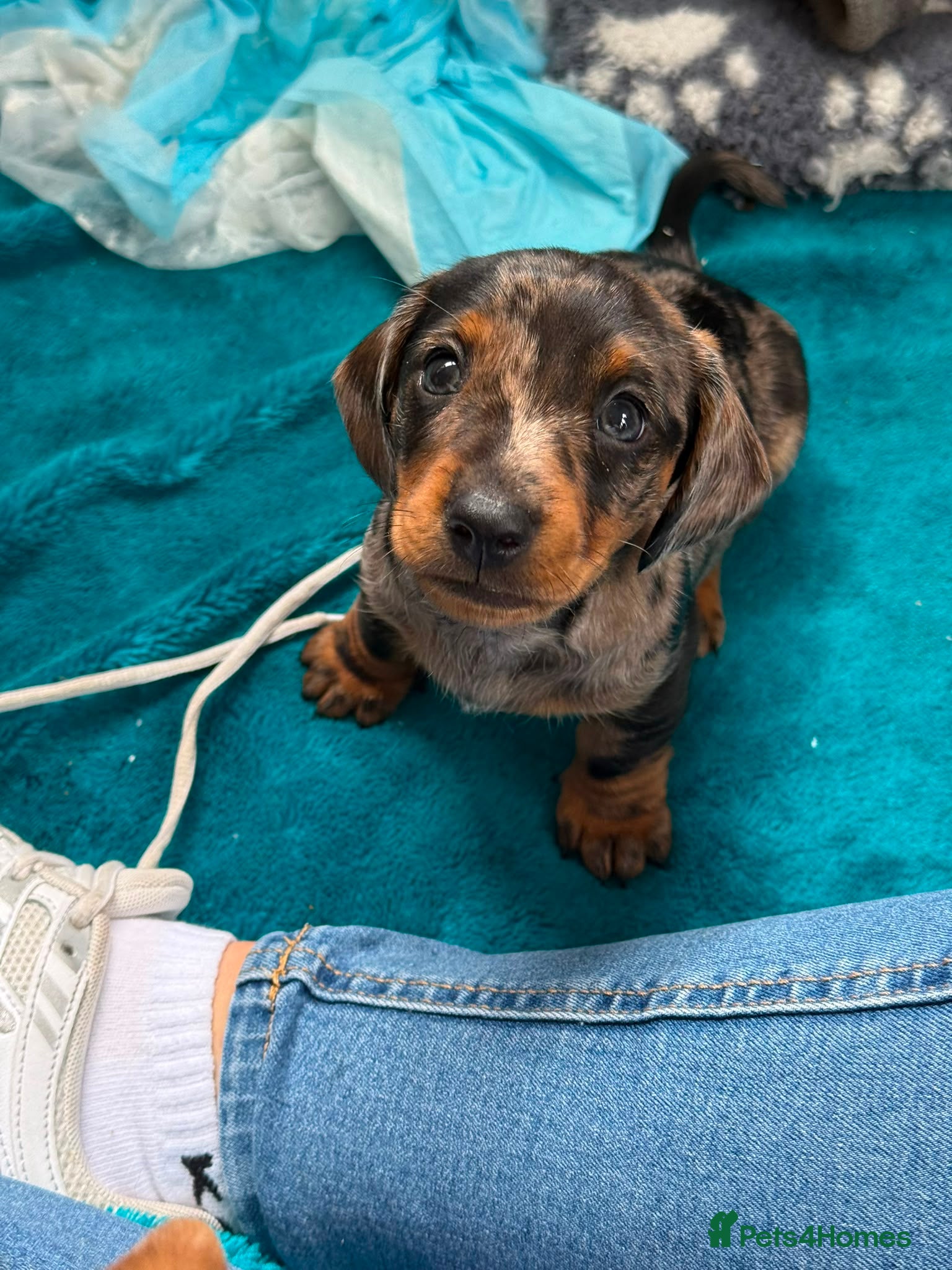 Miniature Dachshund dogs 1 Beautiful Miniature Dachshund Puppy left! 🩷 - Advert 19
