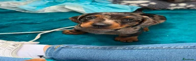 Miniature Dachshund Puppy 2 🩷