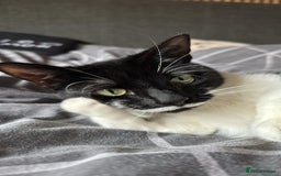 Domestic Shorthair cats for sale: Lovely cat female looking for home! - Image 7