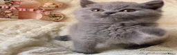 British Shorthair cats for sale: Gorgeous British Shorthairs Available - Registered - Advert 3