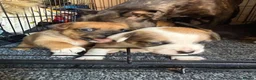 Staffordshire Bull Terrier dogs for sale: Staffy pups  - Advert 16