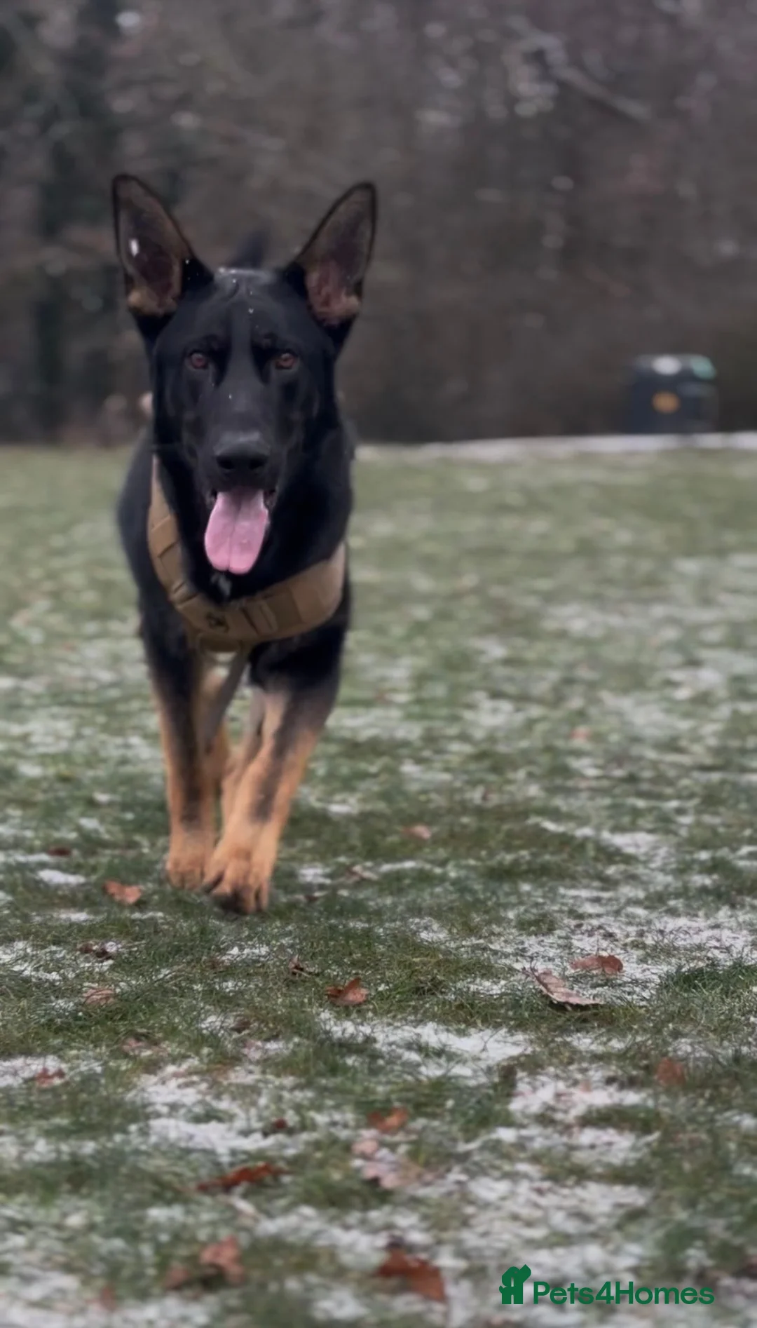 German Shepherd dogs for sale: Beautiful boy rocco.  - Advert 2