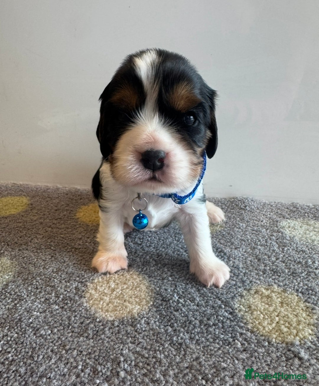 Cavalier King Charles Spaniel dogs for sale: Health tested cavalier King Charles  - Image 9