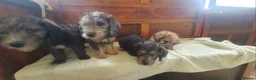 Bedlington Terrier dogs for sale: Beautiful bedlington cross puppies  - Advert 20