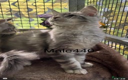 Maine Coon cats for sale: Registered GCCF Maine Coons - Image 7