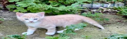Mixed Breed cats for sale: Gorgeous kittens - Advert 14