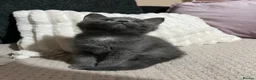 Mixed Breed cats for sale: Beautiful Grey kittens looking for a home  - Advert 3
