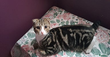 Scottish Fold cats - Advert 15