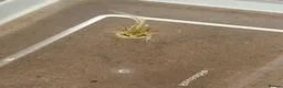 Axolotl reptiles for sale: Axolotl  - Advert 3