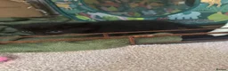 Mixed Breed cats for sale: Kittens for sale  in Salisbury - Advert 4