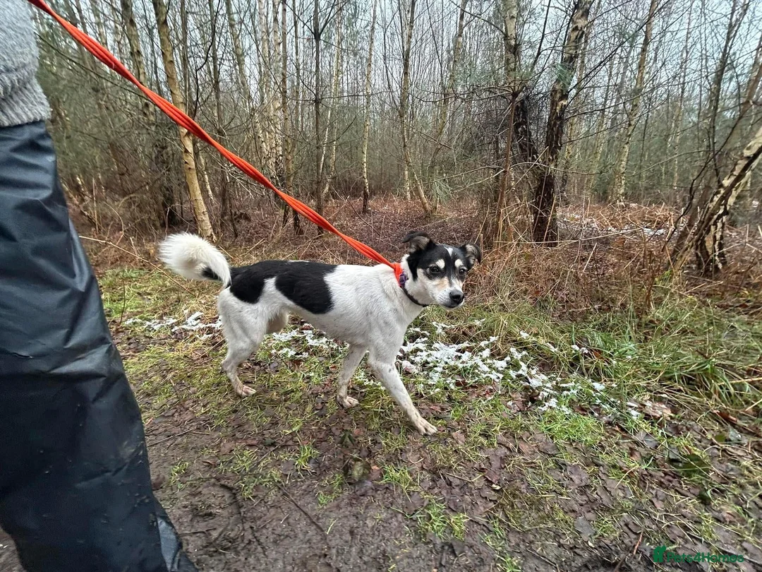 Mixed Breed dogs for adoption: Pippa - Norwich Norfolk  in Norwich - Advert 3