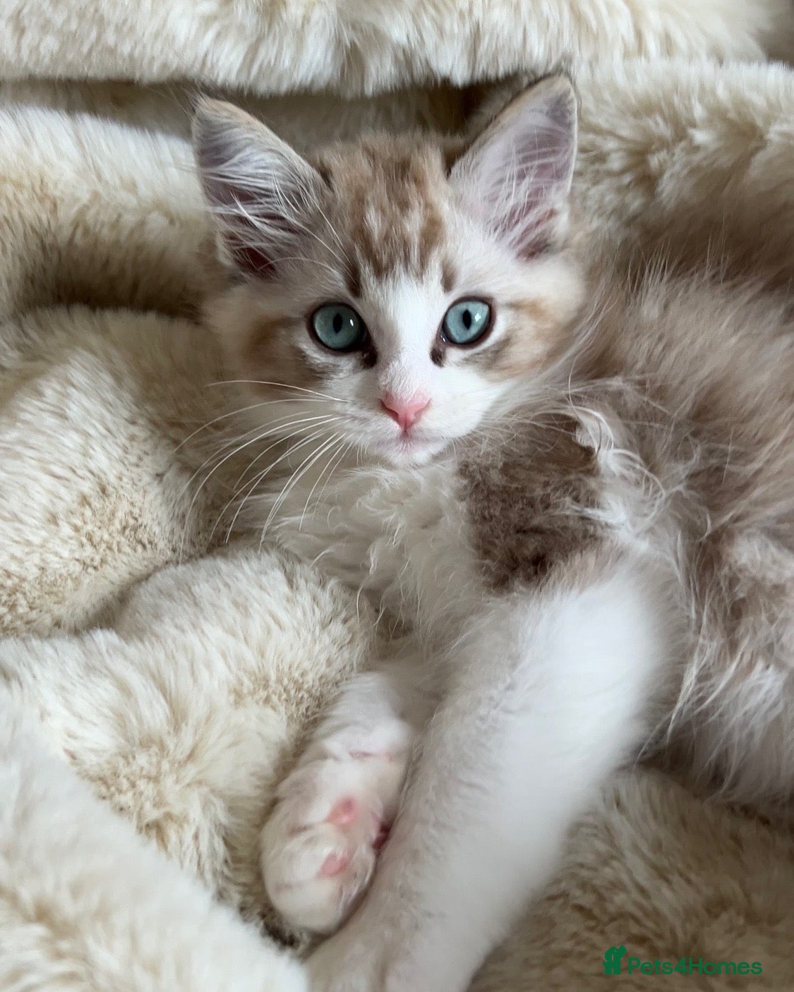 Ragdoll cats Mink Sepia Ragdolls Cherubim Bicolour Tabby Lynx - Advert 1