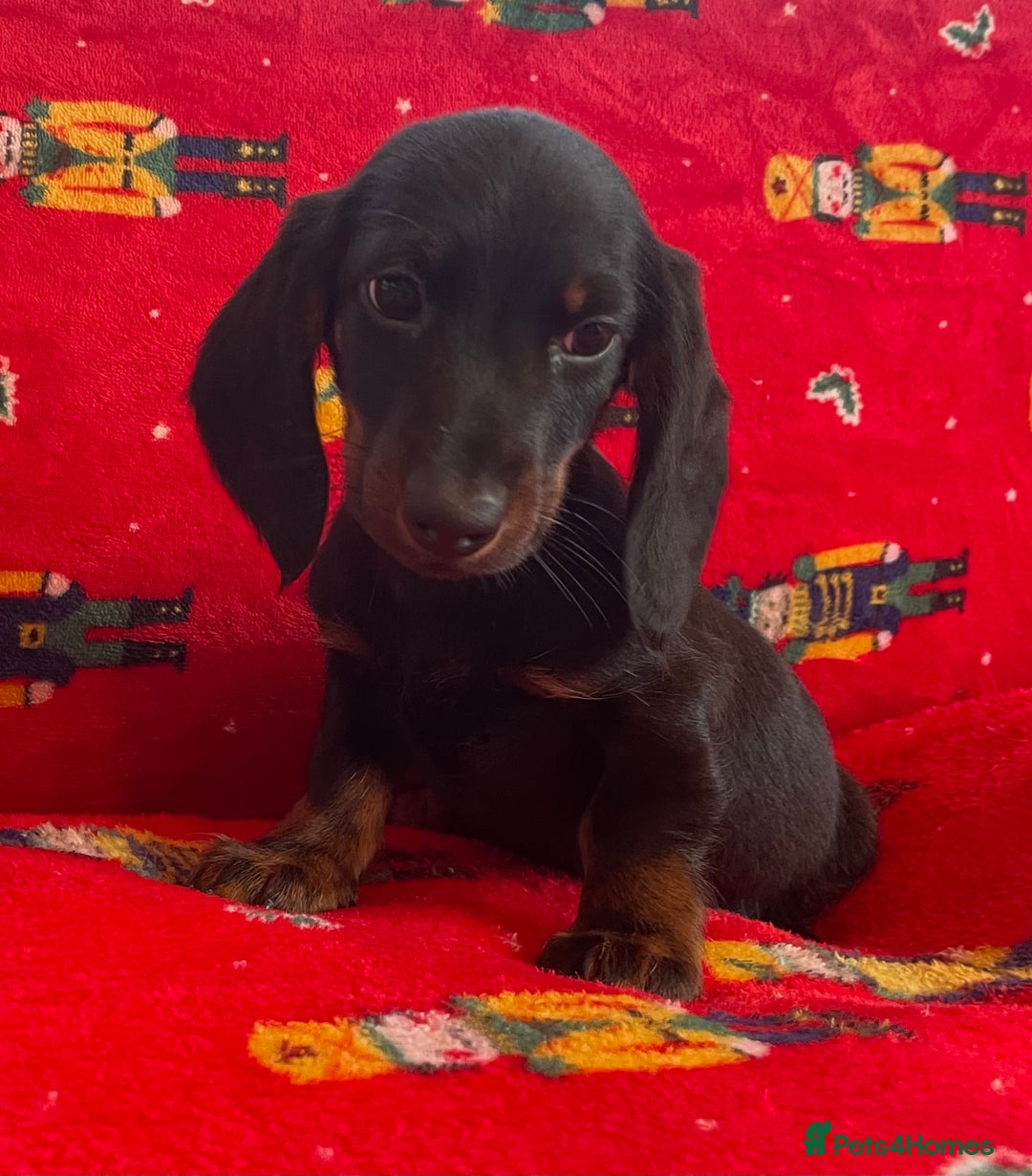 Miniature Dachshund dogs for sale: Miniature Dachshund  - Image 6