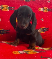 Miniature Dachshund dogs - Advert 10