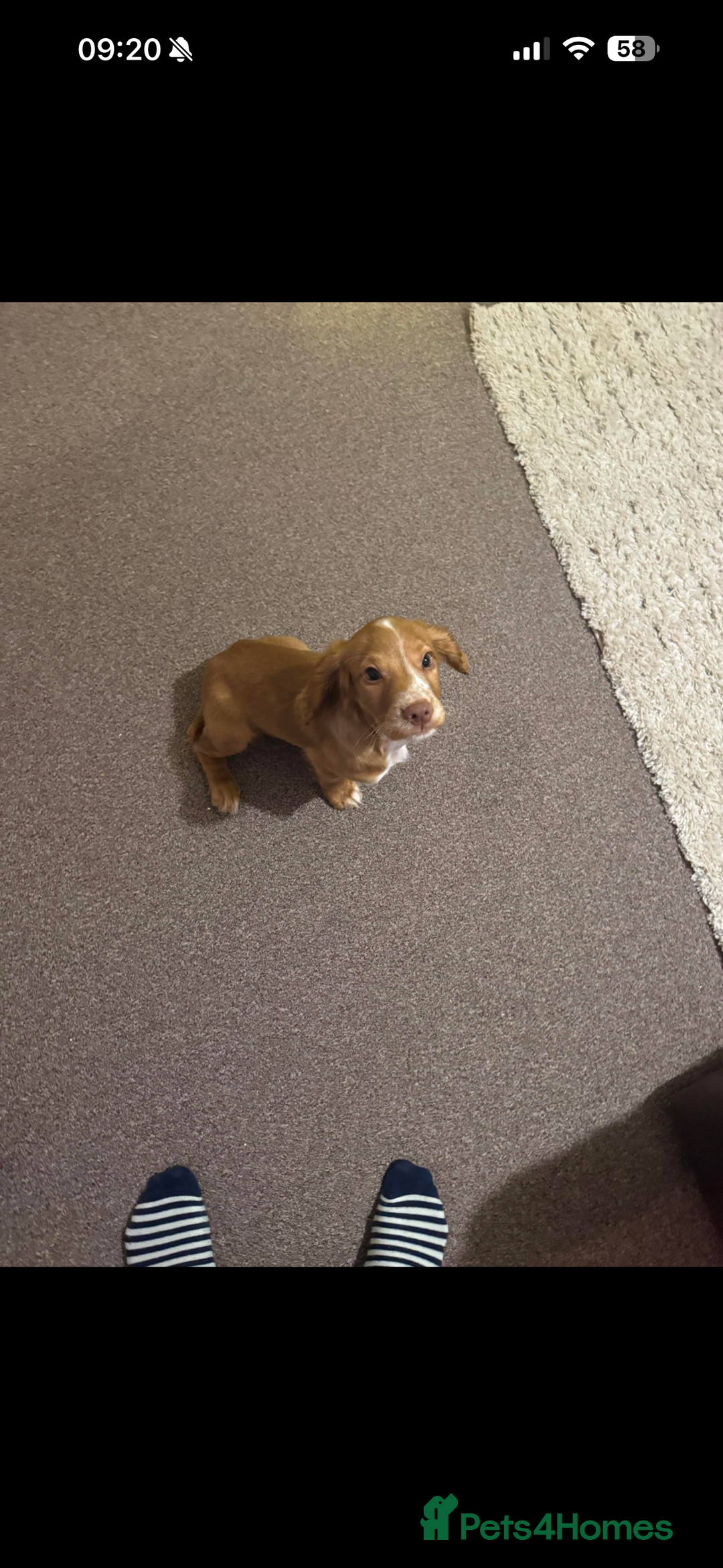 Cocker Spaniel dogs for sale: Cocker spaniel puppy - Advert 10