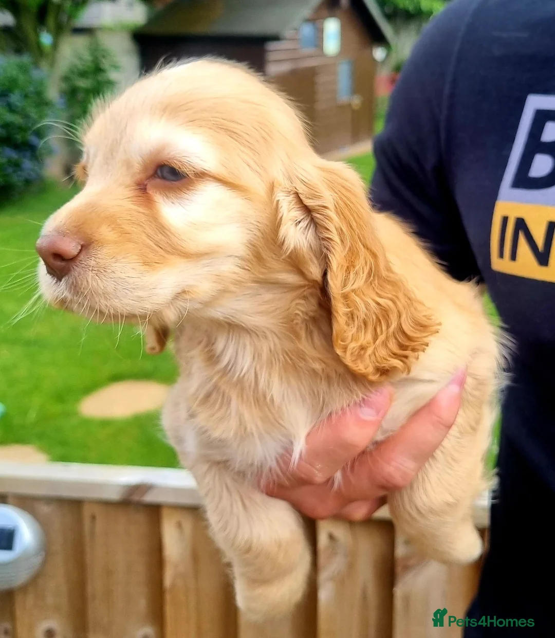 Sprocker dogs for sale: Stunning Sprocker Spaniel puppies  in Mansfield - Advert 29