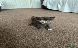British Shorthair cats for sale: Mixed British shorthair  - Image 2