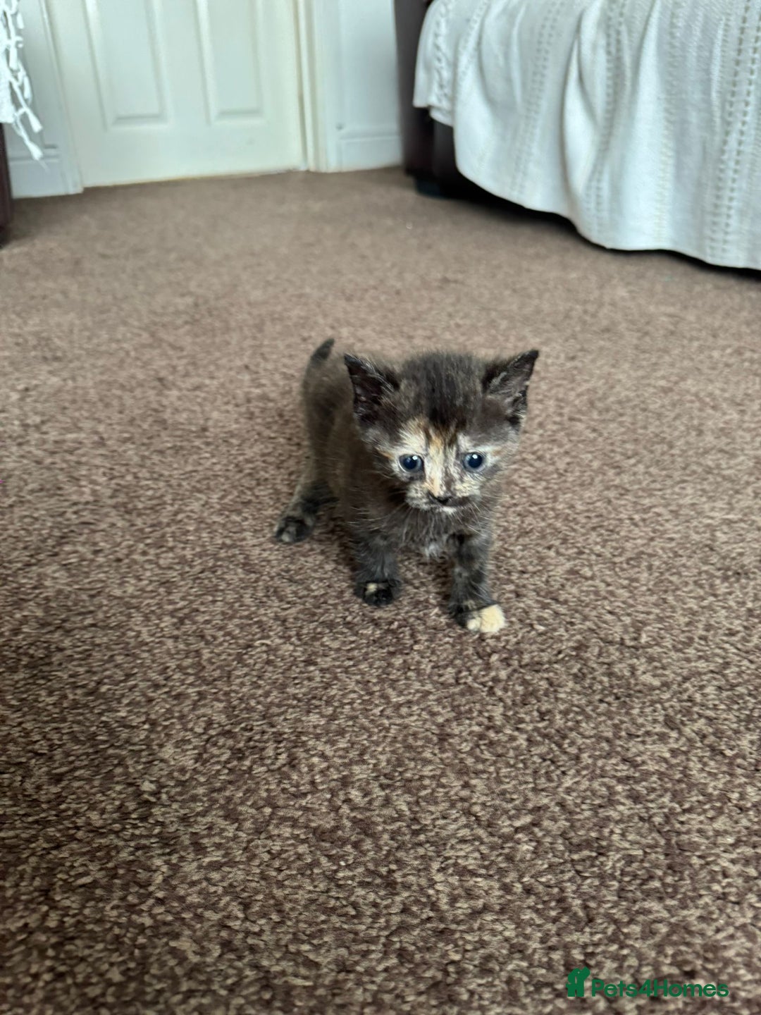British Shorthair cats for sale: Mixed British shorthair  - Image 2