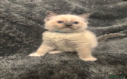 Ragdoll cats for sale: AMAZING QUALITY PEDIGREE HCM/PKD CLEAR KITTENS  - Image 9