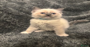 Ragdoll cats - Advert 6
