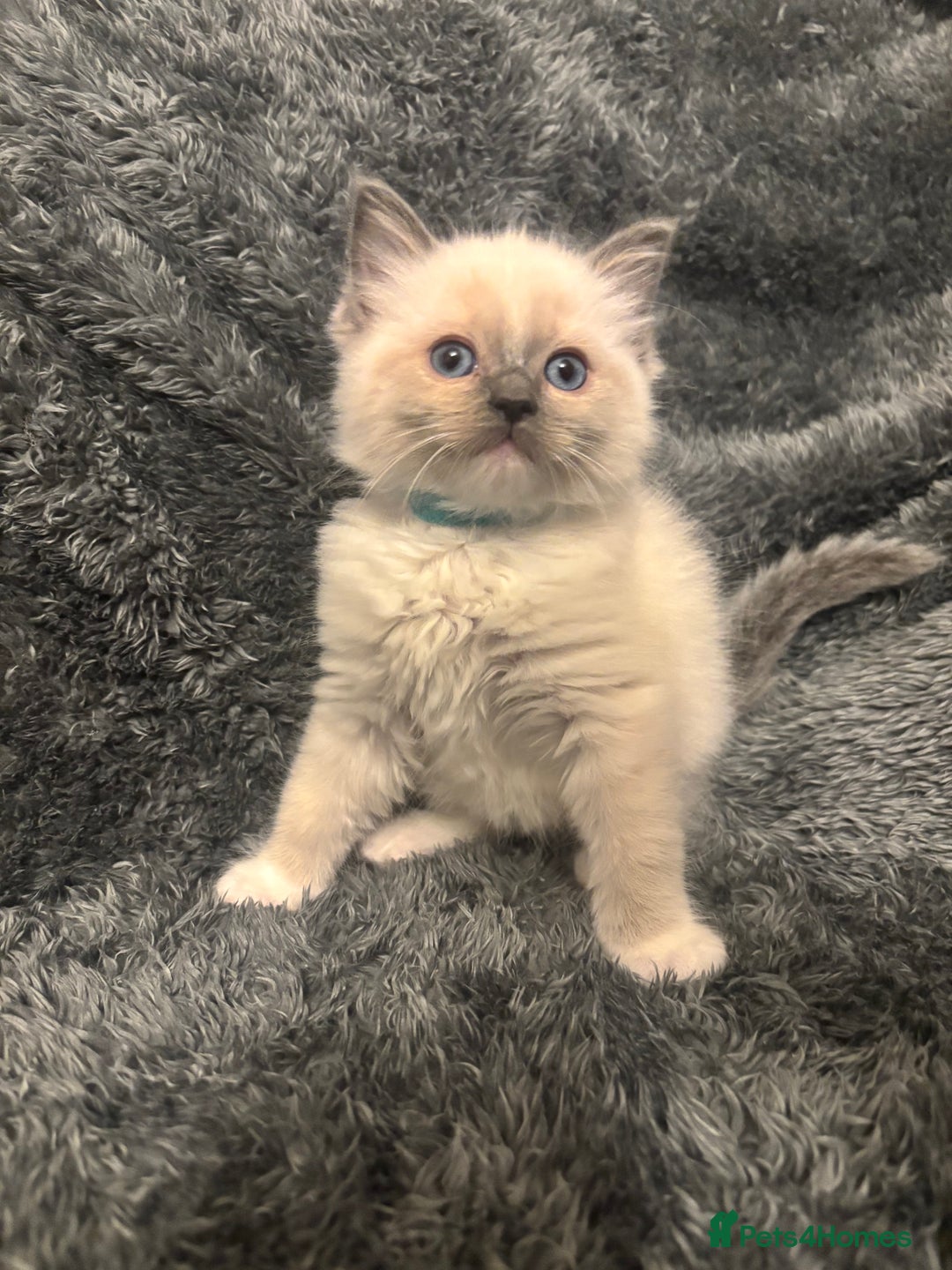 Ragdoll cats for sale: AMAZING QUALITY PEDIGREE HCM/PKD CLEAR KITTENS  - Image 9